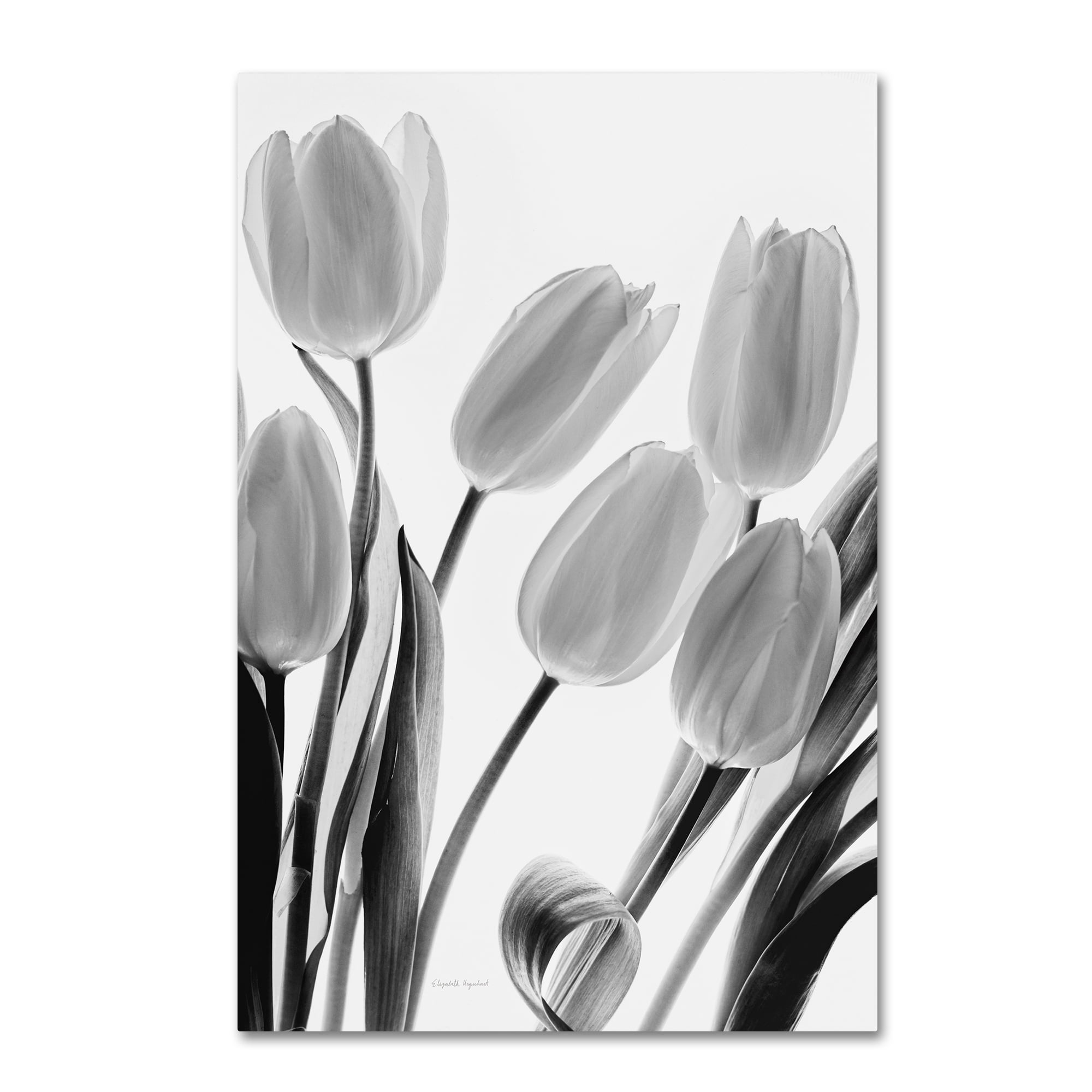 Trademark Fine Art 'Shadows and Light I' Canvas Art by Elizabeth Urquhart