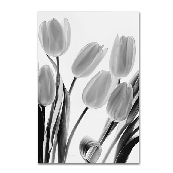 Trademark Fine Art 'Shadows and Light I' Canvas Art by Elizabeth Urquhart