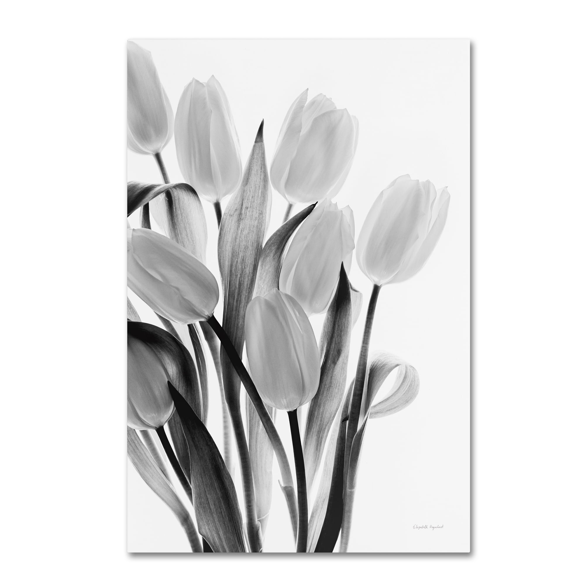 Trademark Fine Art 'Shadows and Light II' Canvas Art by Elizabeth Urquhart