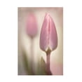 thumbnail image 1 of Trademark Fine Art Sharon Williams Pink Tulips Canvas Wall Art, 1 of 4