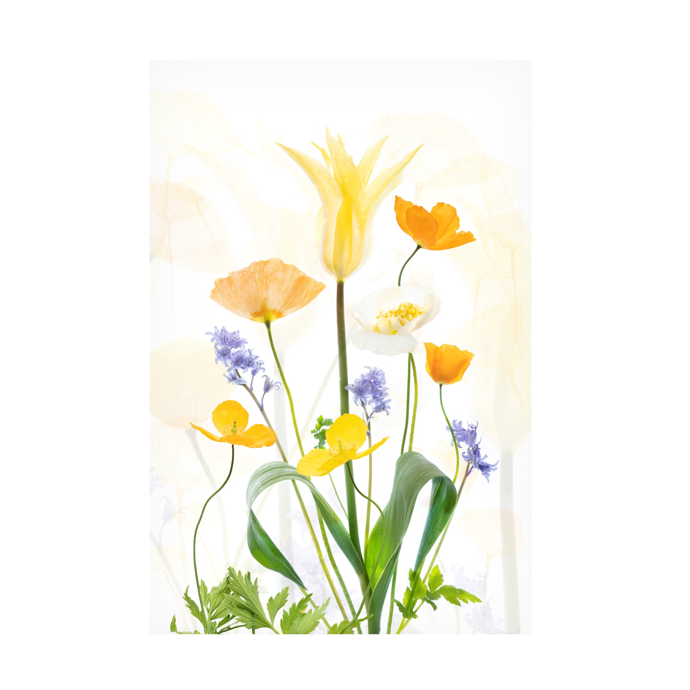 Trademark Fine Art Sharon Williams  Spring Splendour Canvas Wall Art