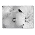 thumbnail image 1 of Trademark Fine Art "Sheer Malva" Canvas Art by Kathie McCurdy, 1 of 1