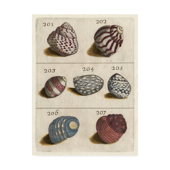 Trademark Fine Art 'Shell Collection Ii' Canvas Art by Unknown