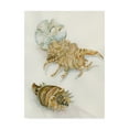 thumbnail image 1 of Trademark Fine Art 'Shell Study' Canvas Art by Joanne Porter, 1 of 3