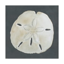 Trademark Fine Art 'Shell on Slate II' Canvas Art by Megan Meagher