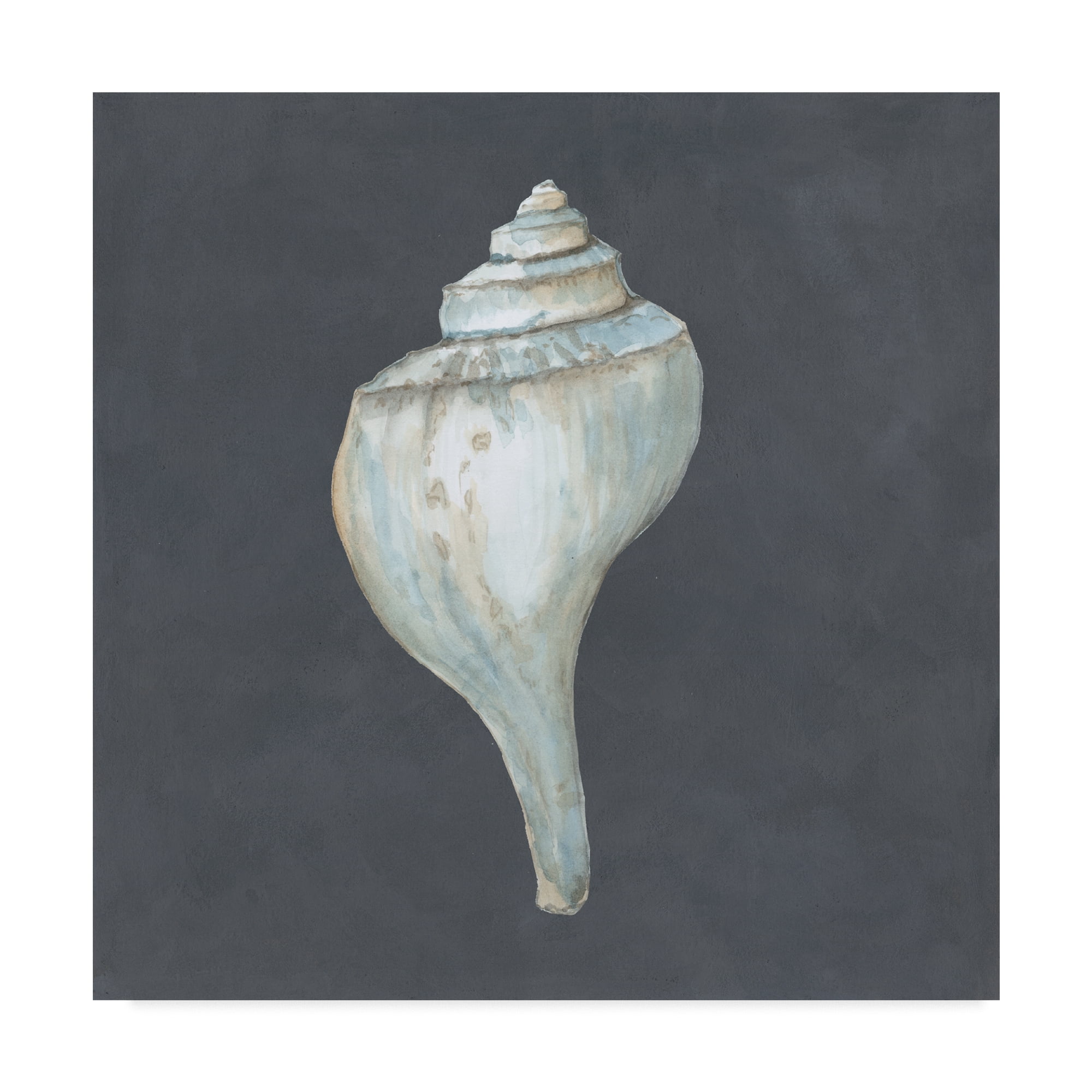 Trademark Fine Art 'Shell on Slate IV' Canvas Art by Megan Meagher