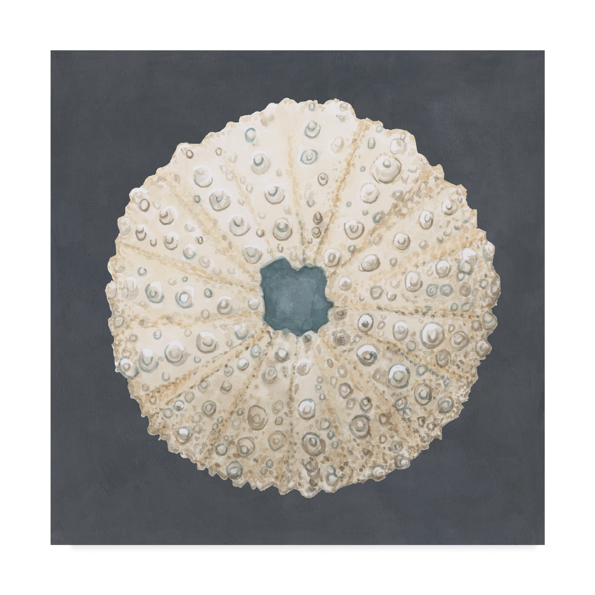 Trademark Fine Art 'Shell on Slate VII' Canvas Art by Megan Meagher