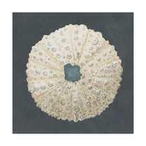 Trademark Fine Art 'Shell on Slate VII' Canvas Art by Megan Meagher