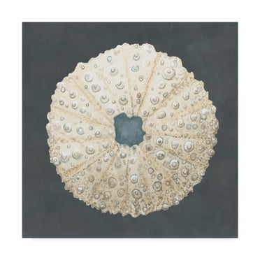 Trademark Fine Art 'Shell on Slate VII' Canvas Art by Megan Meagher
