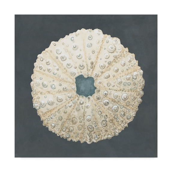 Trademark Fine Art 'Shell on Slate VII' Canvas Art by Megan Meagher