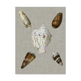 thumbnail image 1 of Trademark Fine Art 'Shells on Linen II' Canvas Art by Vision Studio, 1 of 4