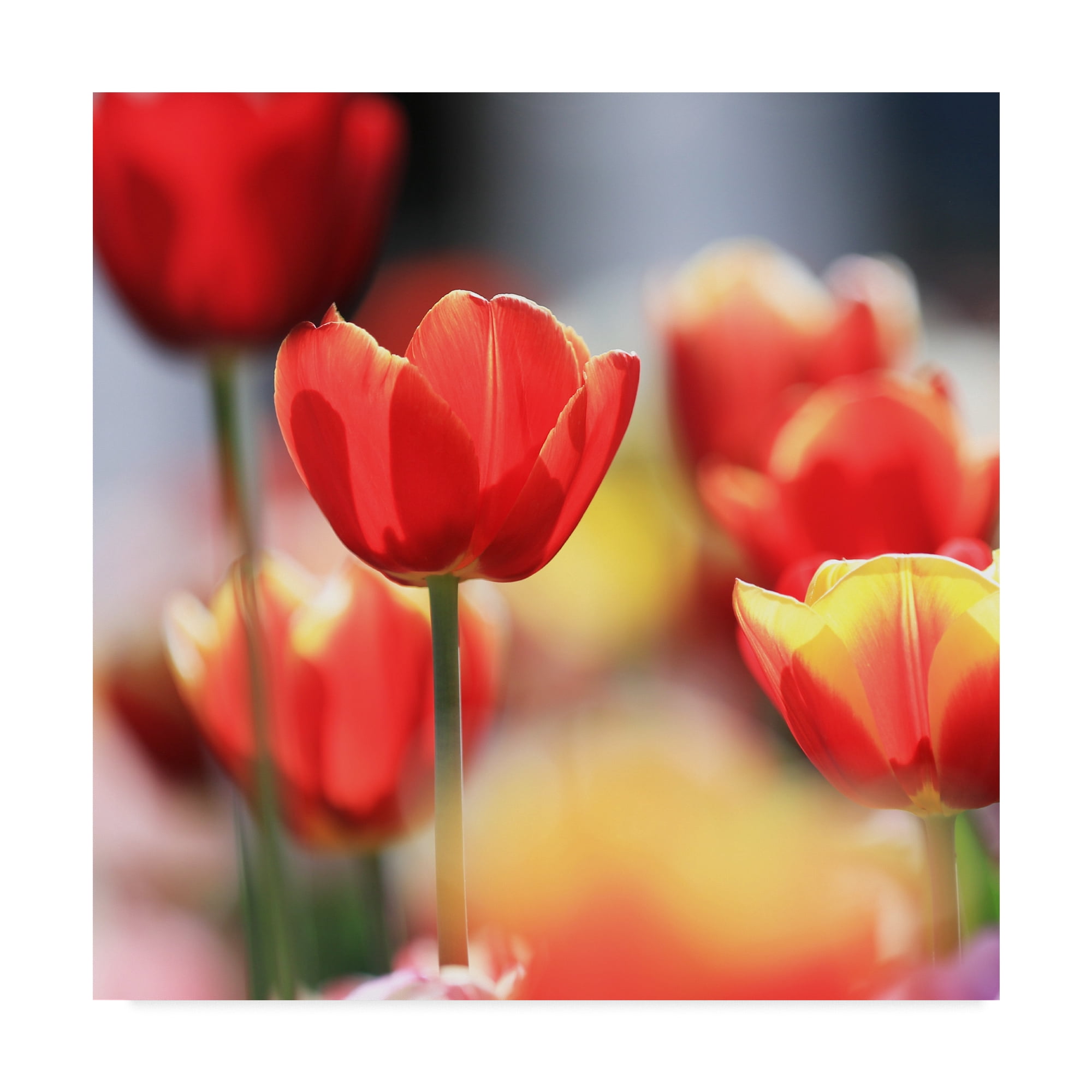 Trademark Fine Art 'Shining Bright' Canvas Art by Beata Czyzowska Young