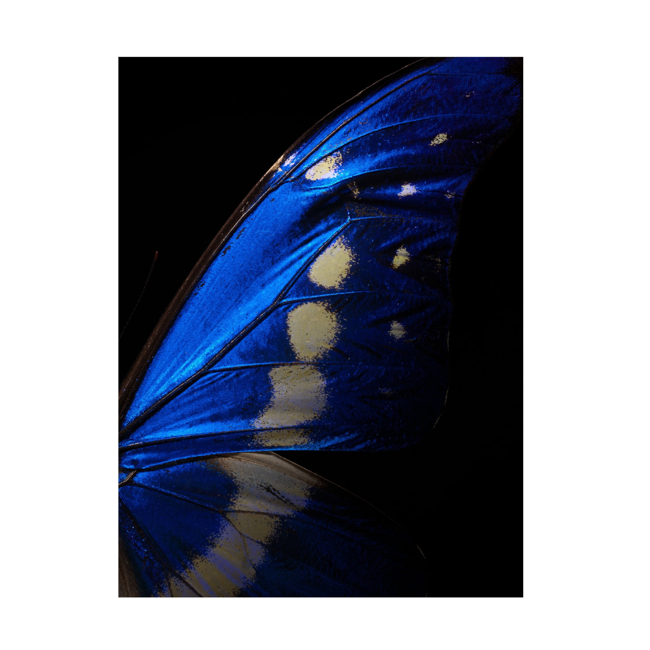 Trademark Fine Art Shiro Miyake Morpho Canvas Wall Art