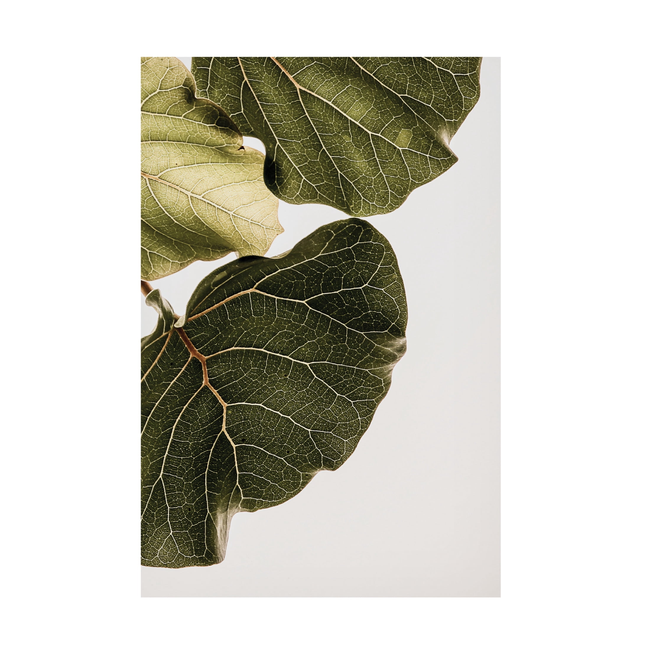 Trademark Fine Art Shot by Clint Abutifolia No1 Canvas Wall Art