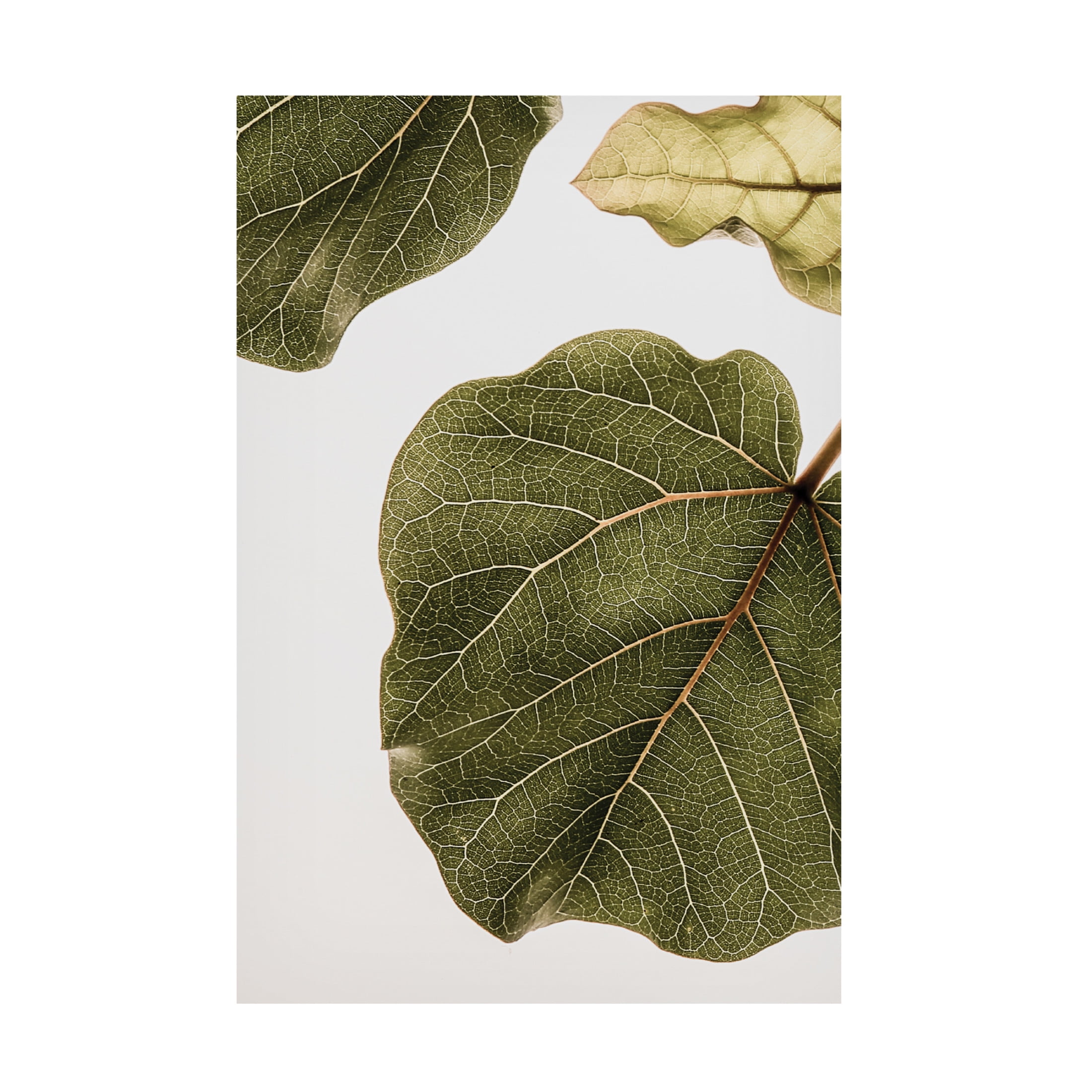Trademark Fine Art Shot by Clint Abutifolia No2 Canvas Wall Art