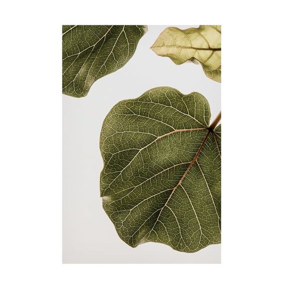 Trademark Fine Art Shot by Clint Abutifolia No2 Canvas Wall Art