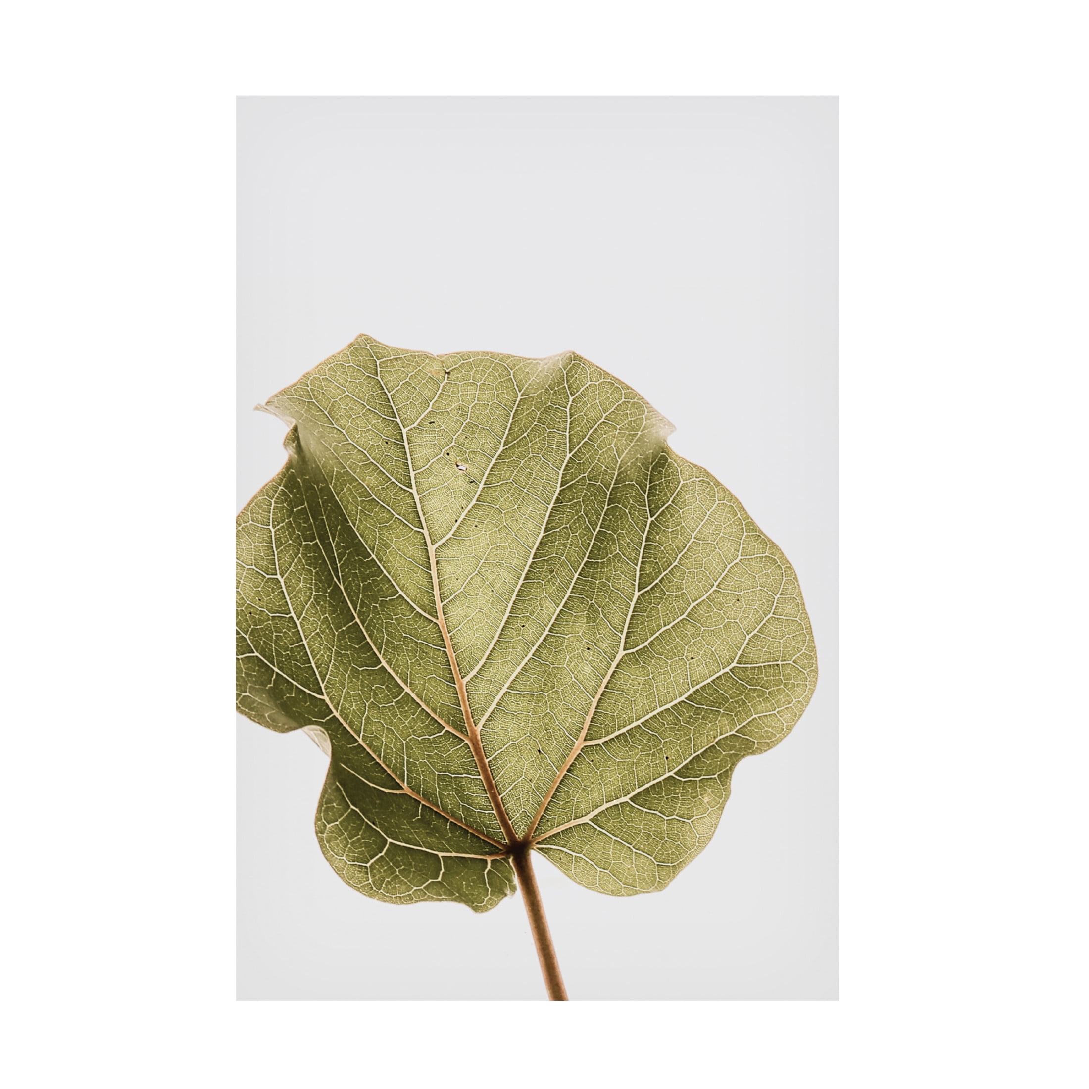 Trademark Fine Art Shot by Clint Abutifolia Noe Canvas Wall Art