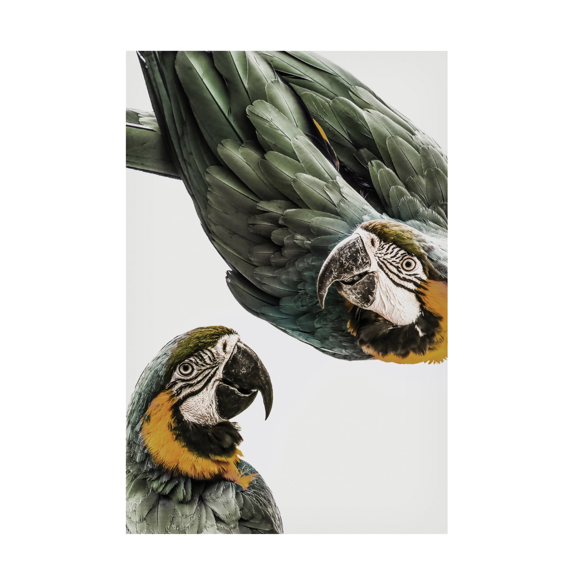 Trademark Fine Art Shot by Clint Amazonia Canvas Wall Art