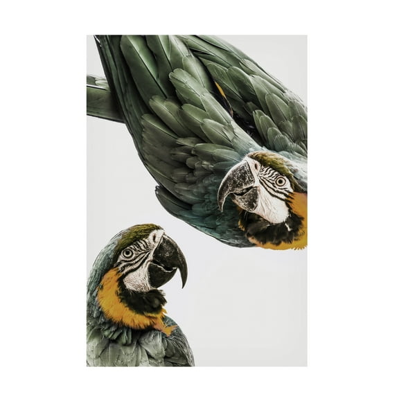 Trademark Fine Art Shot by Clint Amazonia Canvas Wall Art