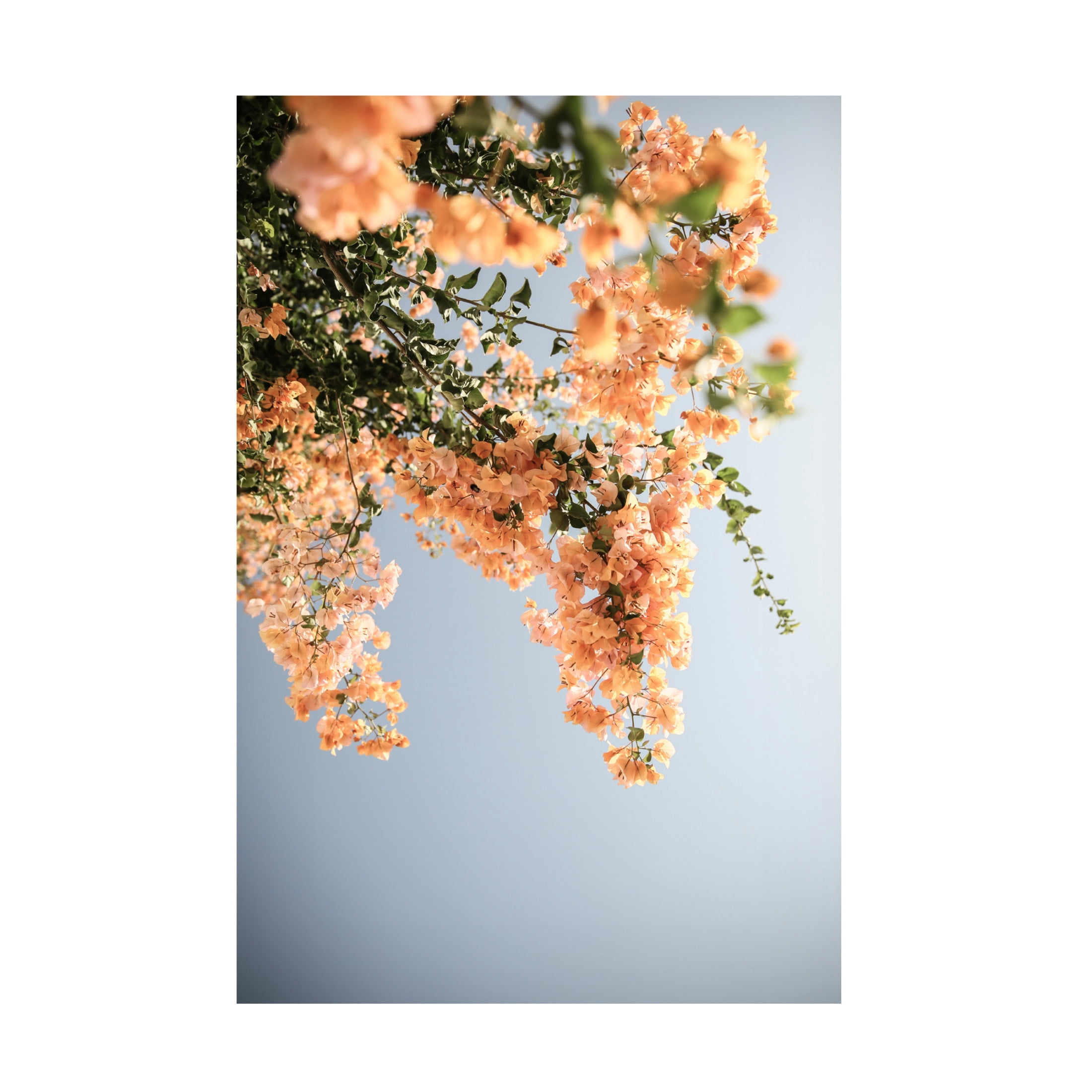 Trademark Fine Art Shot by Clint Assos Blooms Canvas Wall Art