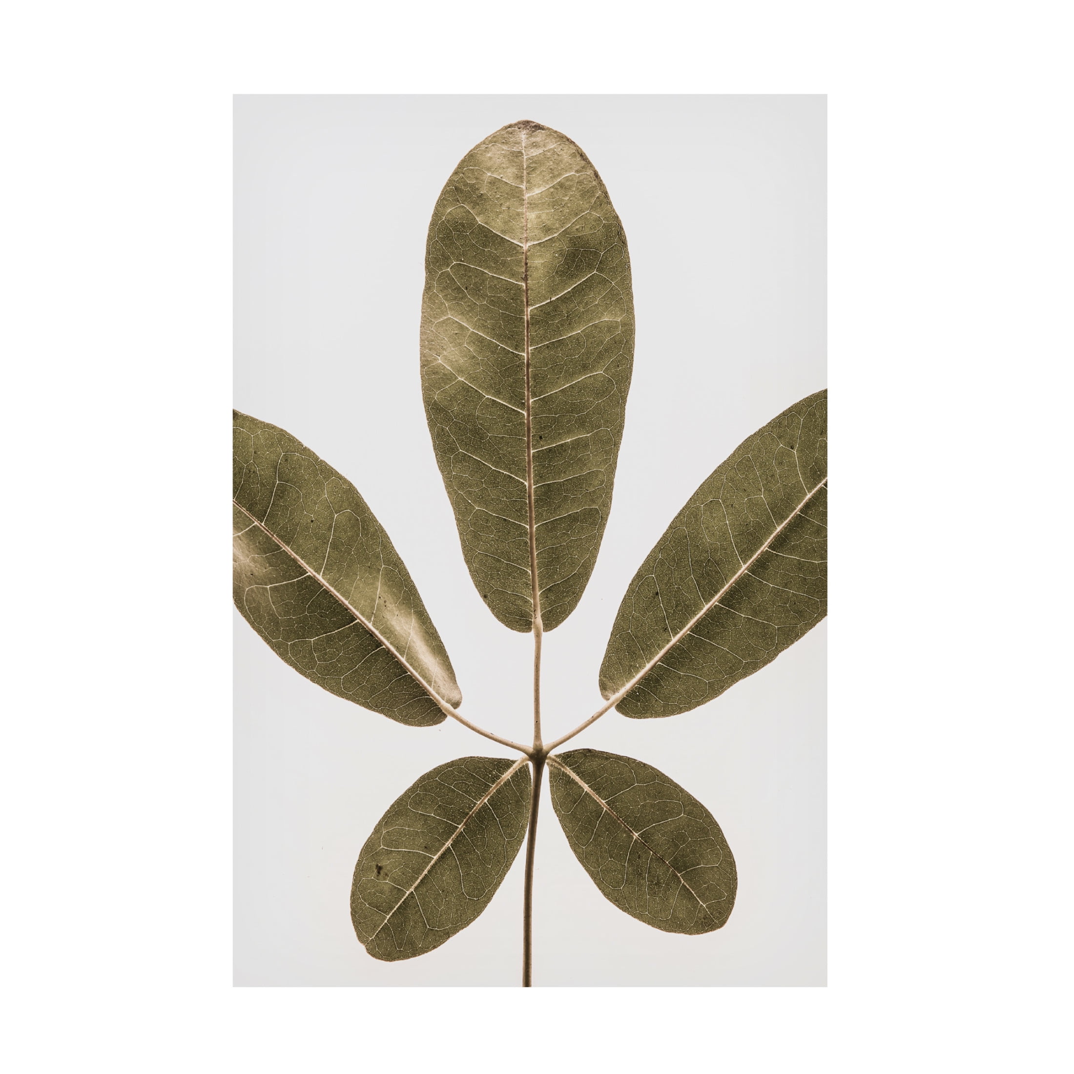 Trademark Fine Art Shot by Clint Autum Leaf Canvas Wall Art