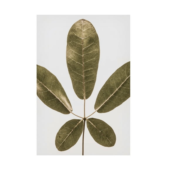 Trademark Fine Art Shot by Clint Autum Leaf Canvas Wall Art