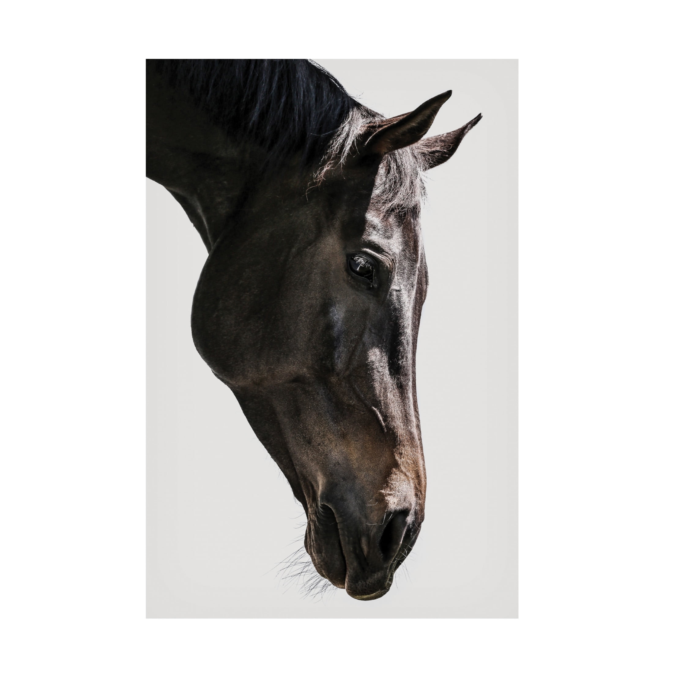 Trademark Fine Art Shot by Clint Bingo Canvas Wall Art
