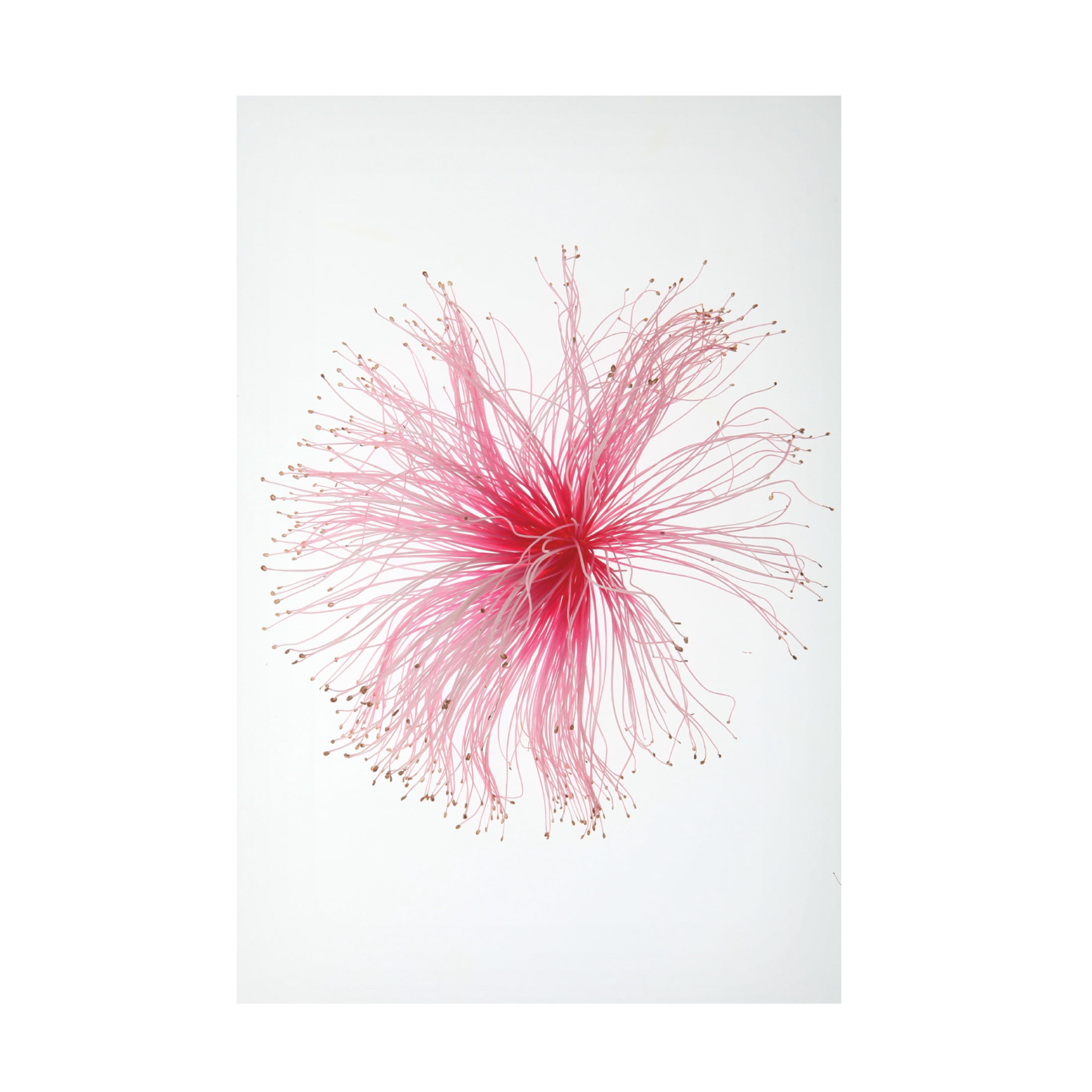 Trademark Fine Art Shot by Clint Botanical Paint Brush Canvas Wall Art