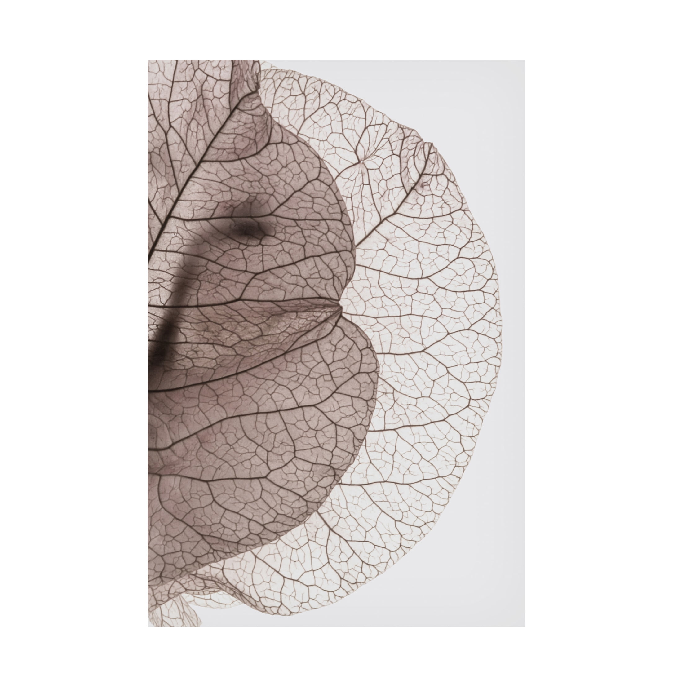 Trademark Fine Art Shot by Clint Bougainvillea Island Canvas Wall Art