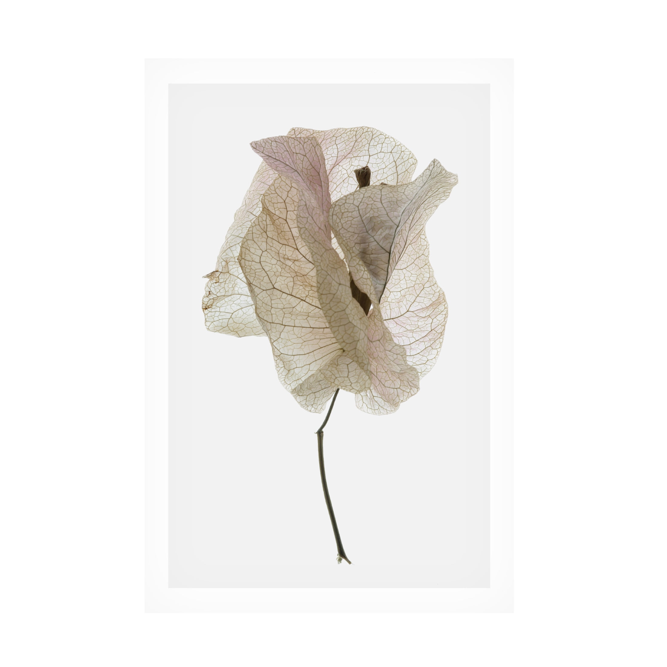 Trademark Fine Art Shot by Clint Bougainvillea Study No1 Canvas Wall Art