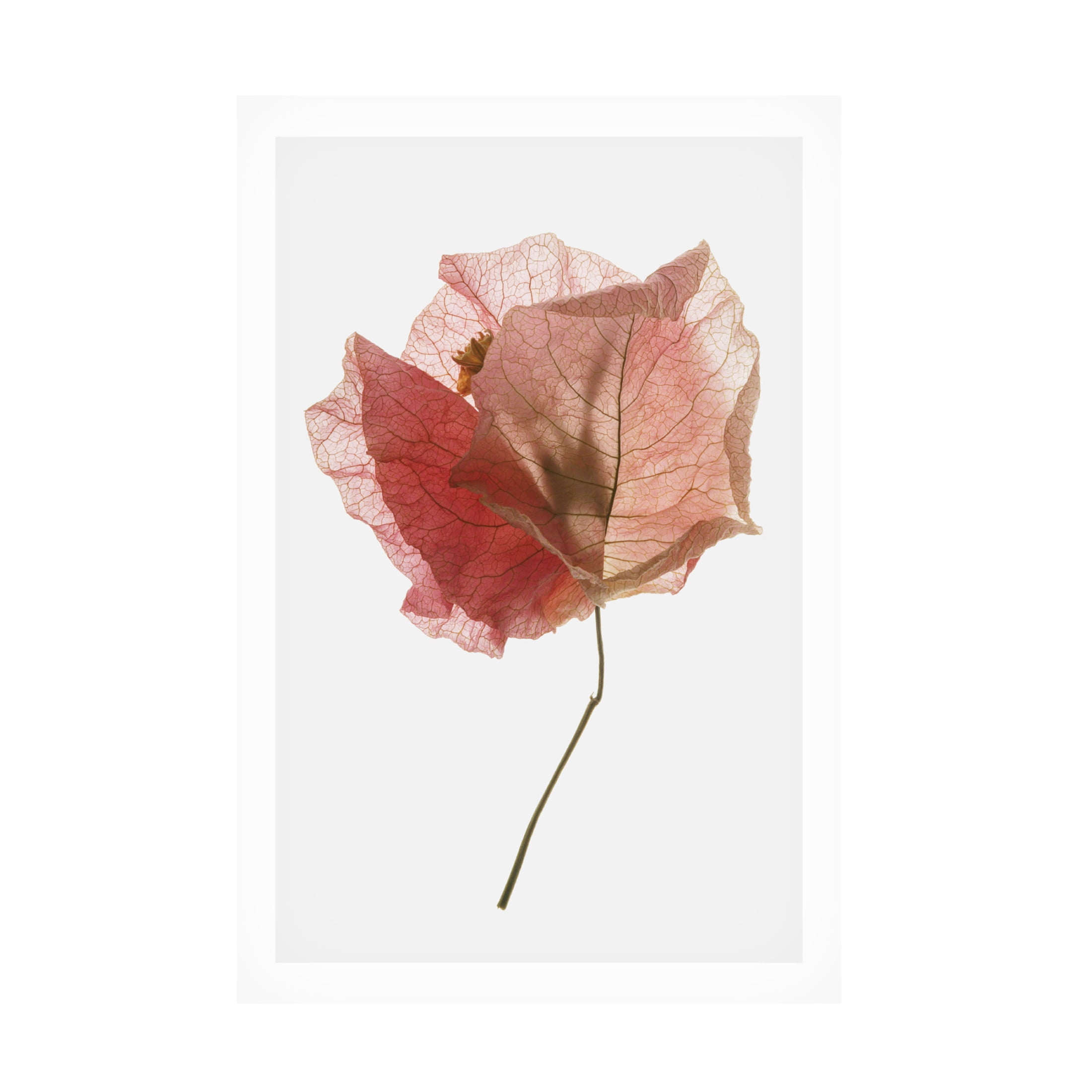 Trademark Fine Art Shot by Clint Bougainvillea Study No2 Canvas Wall Art