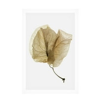 Trademark Fine Art Shot by Clint Bougainvillea Study No3 Canvas Wall Art