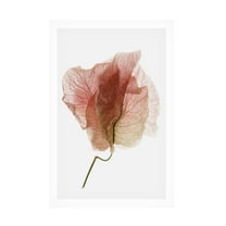 Trademark Fine Art Shot by Clint Bougainvillea Study No4 Canvas Wall Art