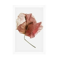 Trademark Fine Art Shot by Clint Bougainvillea Study No8 Canvas Wall Art