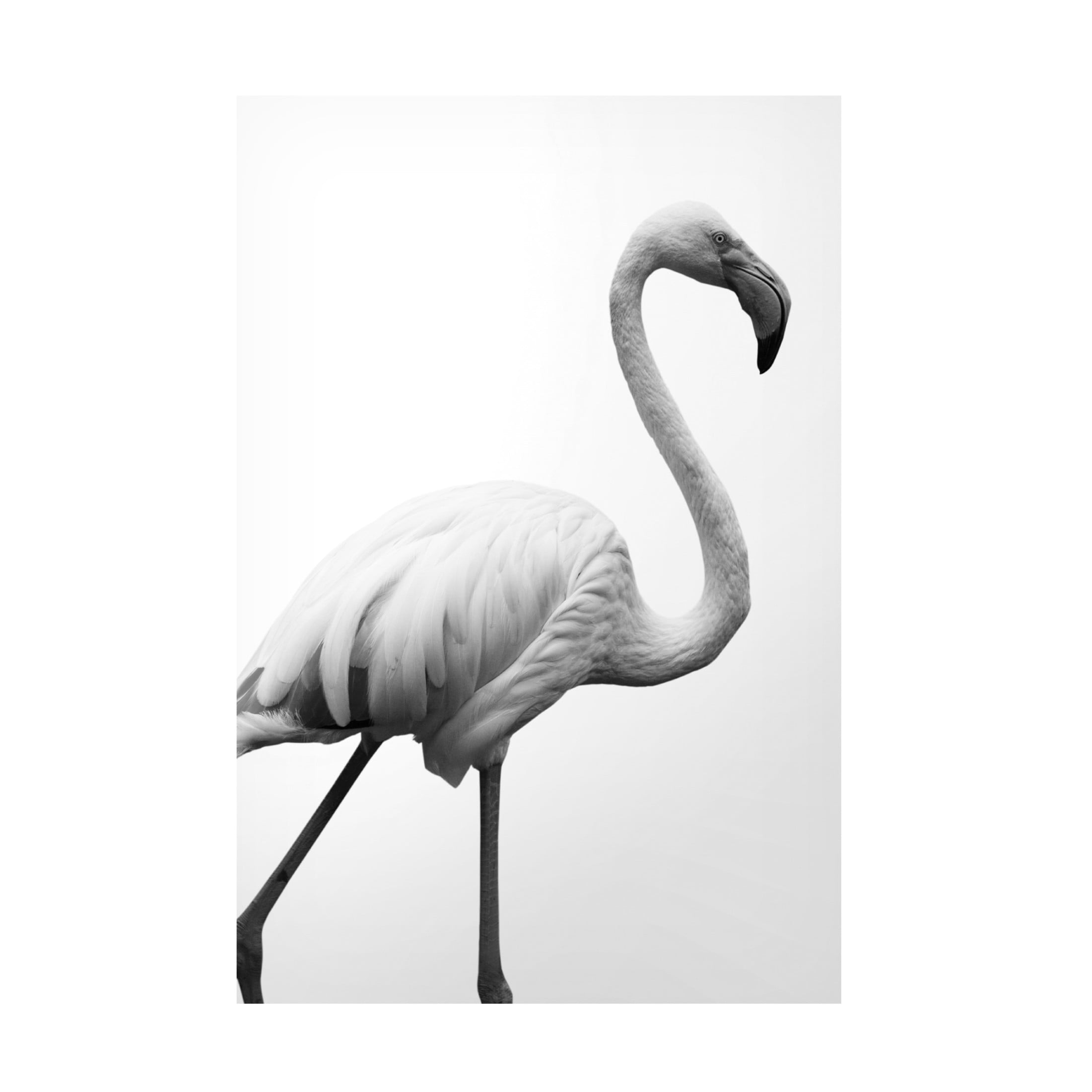 Trademark Fine Art Shot by Clint Dancer Canvas Wall Art
