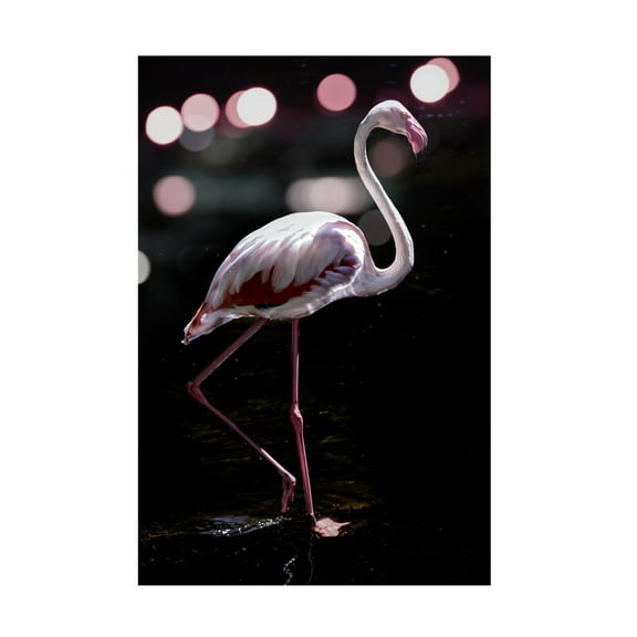 Trademark Fine Art Shot by Clint Dancing Flamingo Canvas Wall Art