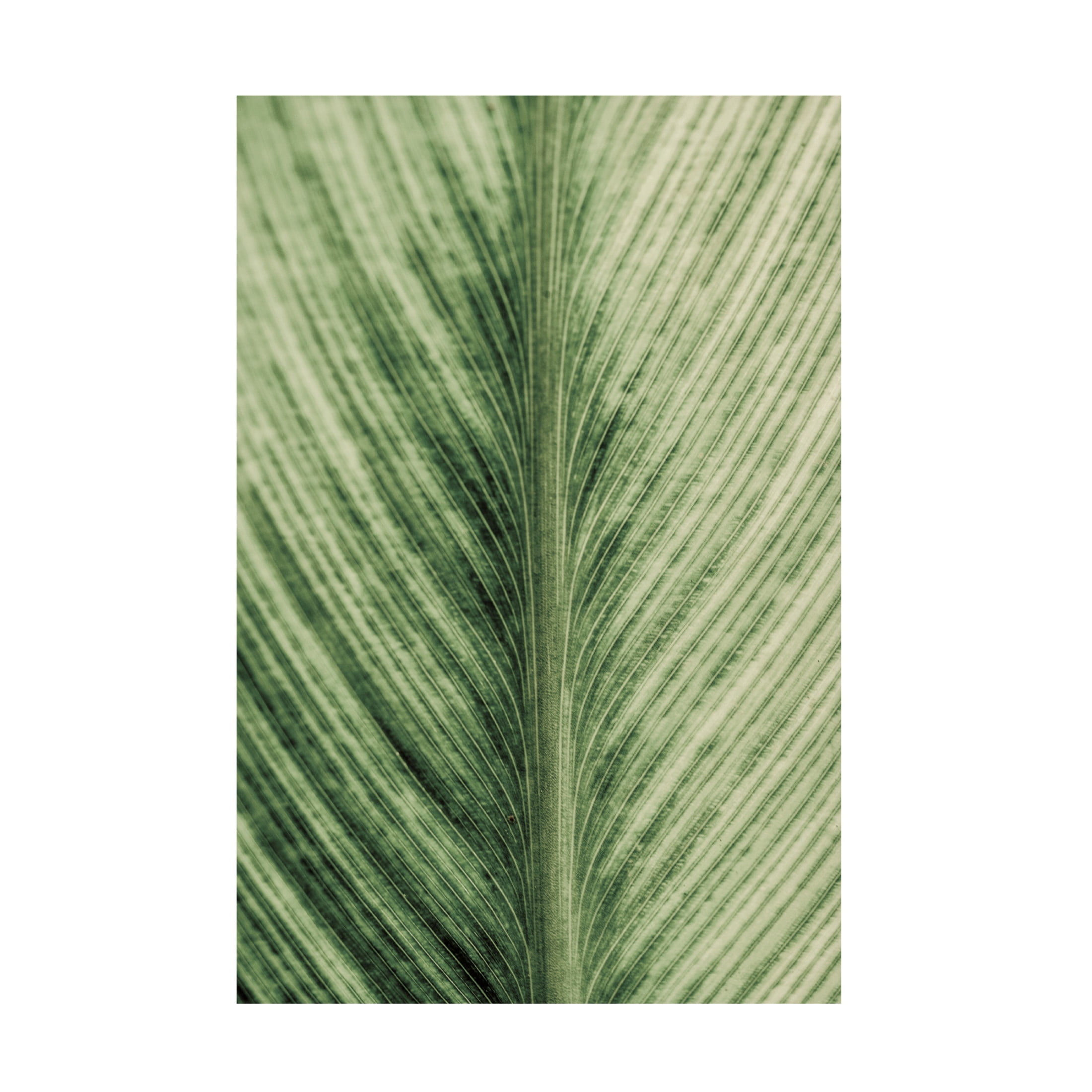 Trademark Fine Art Shot by Clint Forest Jewel Canvas Wall Art