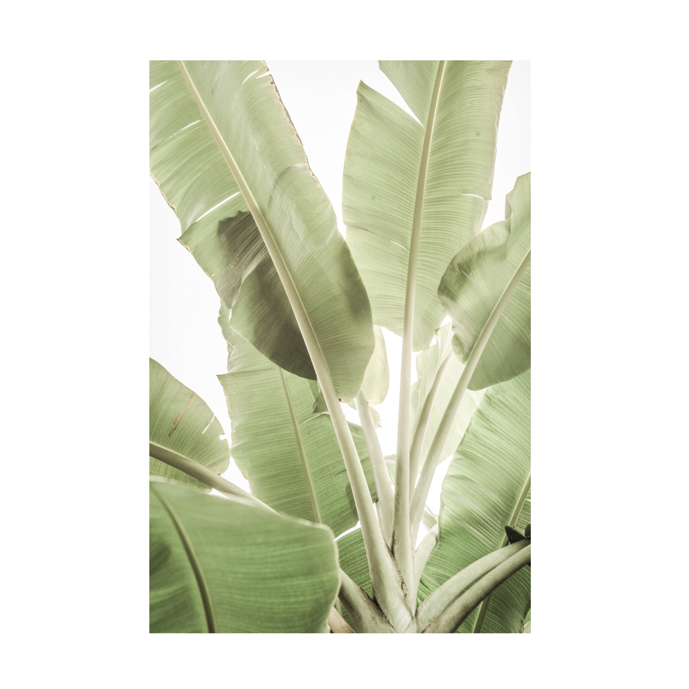 Trademark Fine Art Shot by Clint Full Bloom Canvas Wall Art