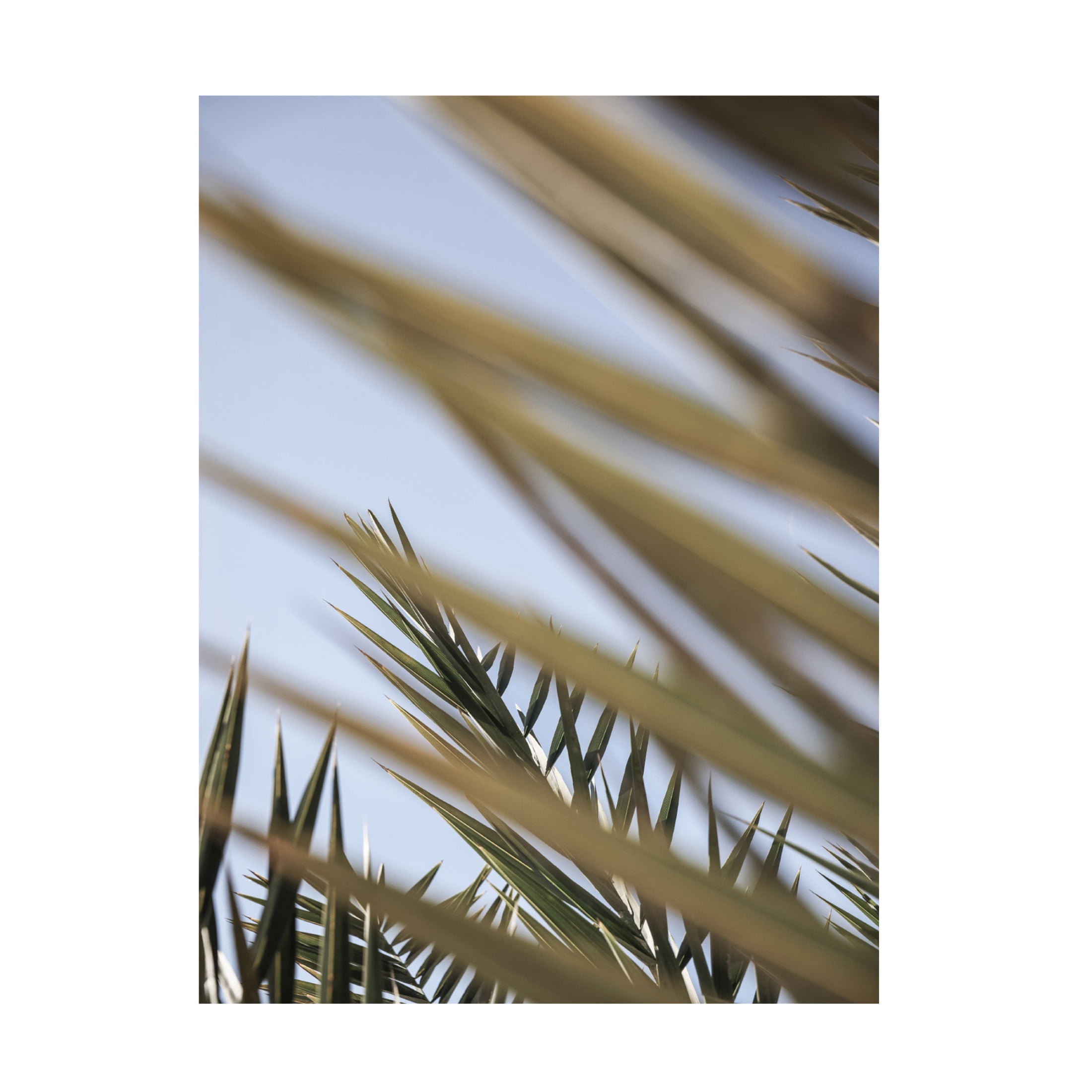 Trademark Fine Art Shot by Clint Hidden Canvas Wall Art