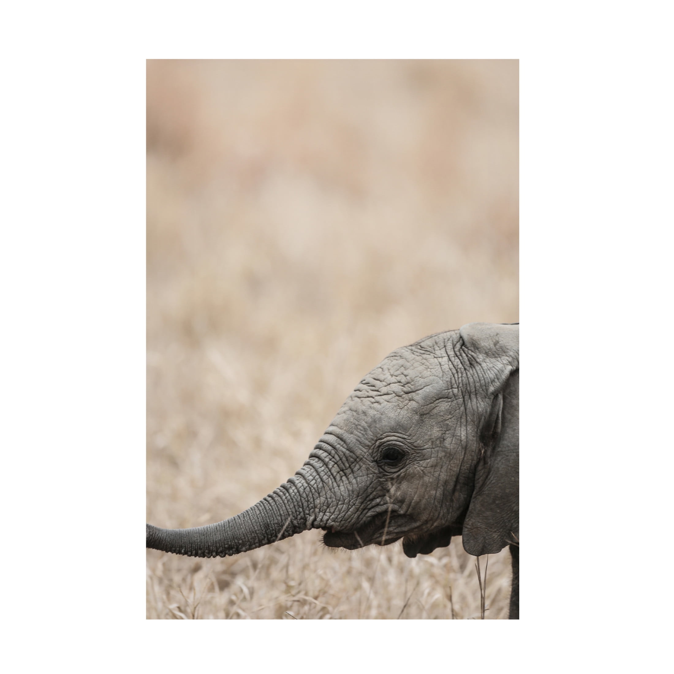 Trademark Fine Art Shot by Clint Jellybaby Canvas Wall Art