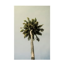 Trademark Fine Art Shot by Clint King Palm Canvas Wall Art