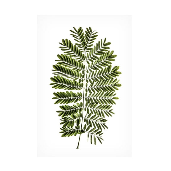 Trademark Fine Art Shot by Clint Leaf Study 02 Canvas Wall Art