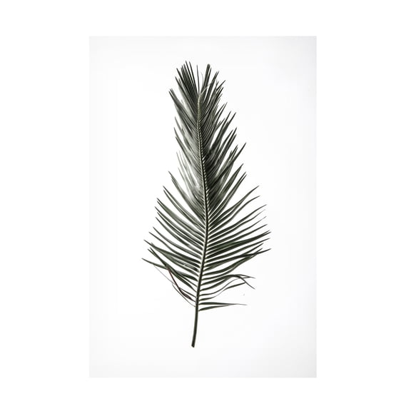 Trademark Fine Art Shot by Clint Leaf Study 03 Canvas Wall Art