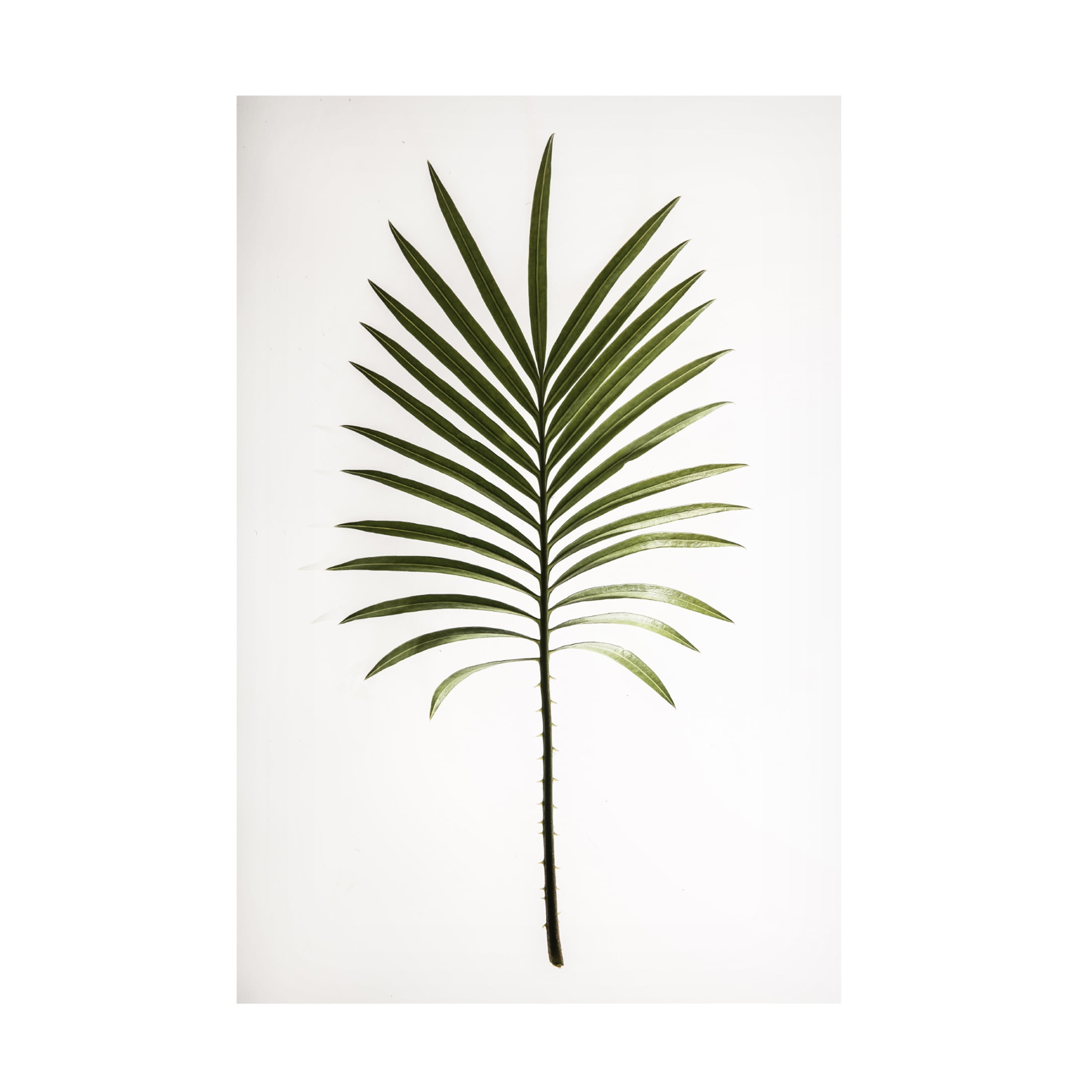 Trademark Fine Art Shot by Clint Leaf Study 04 Canvas Wall Art