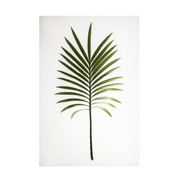 Trademark Fine Art Shot by Clint Leaf Study 04 Canvas Wall Art
