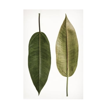 Trademark Fine Art Shot by Clint Leaf Study 05 Canvas Wall Art