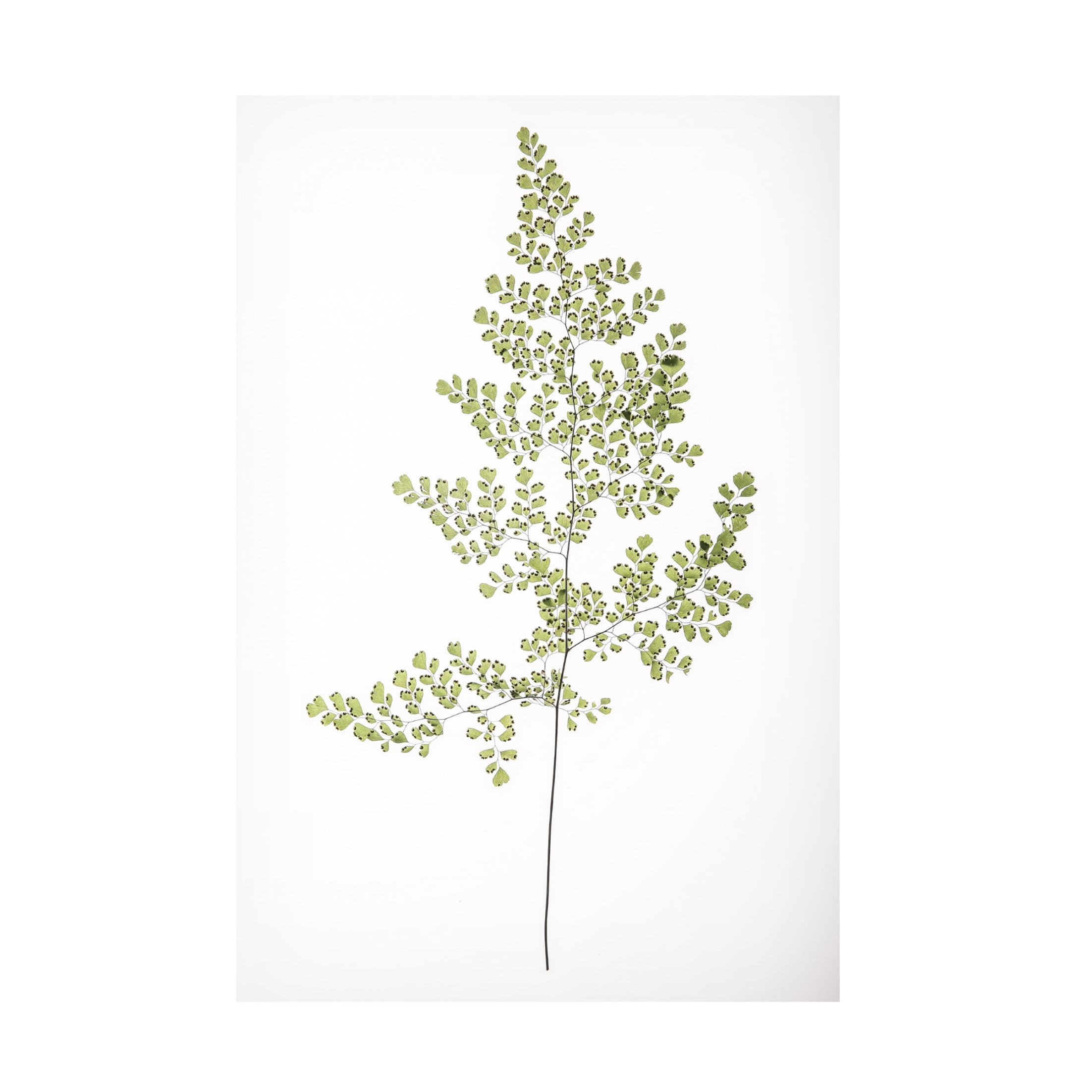 Trademark Fine Art Shot by Clint Leaf Study 06 Canvas Wall Art