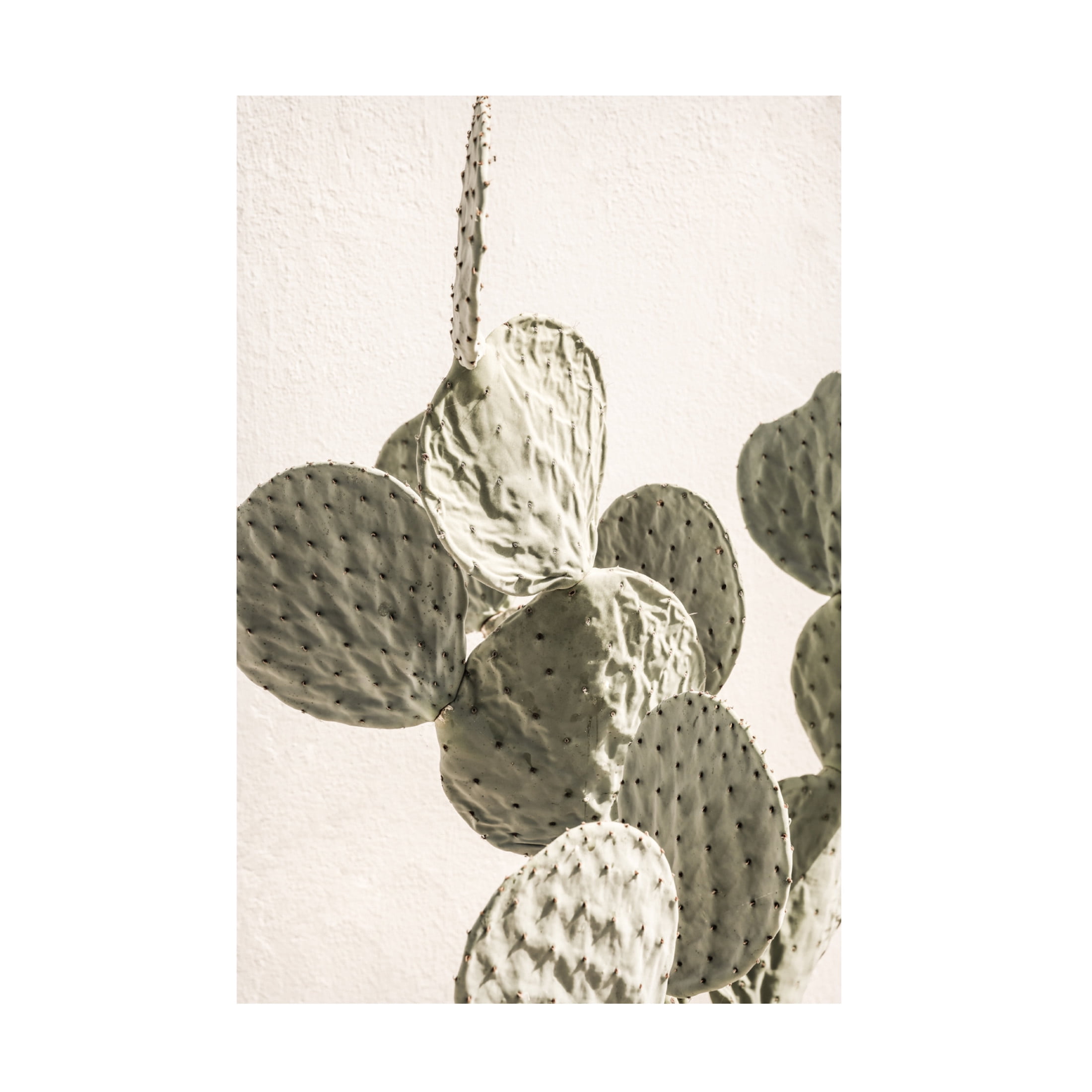 Trademark Fine Art Shot by Clint Mexi Catus 02 Canvas Wall Art