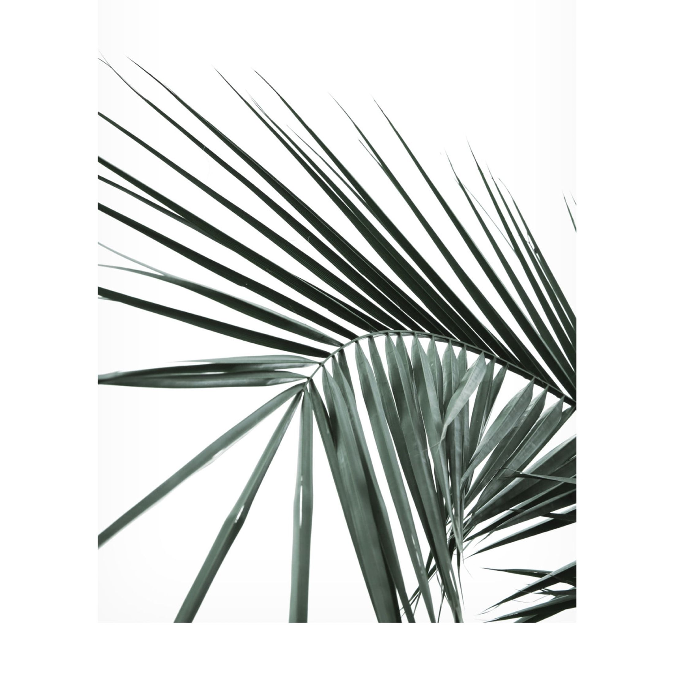 Trademark Fine Art Shot by Clint My Mint Moment 20 Canvas Wall Art