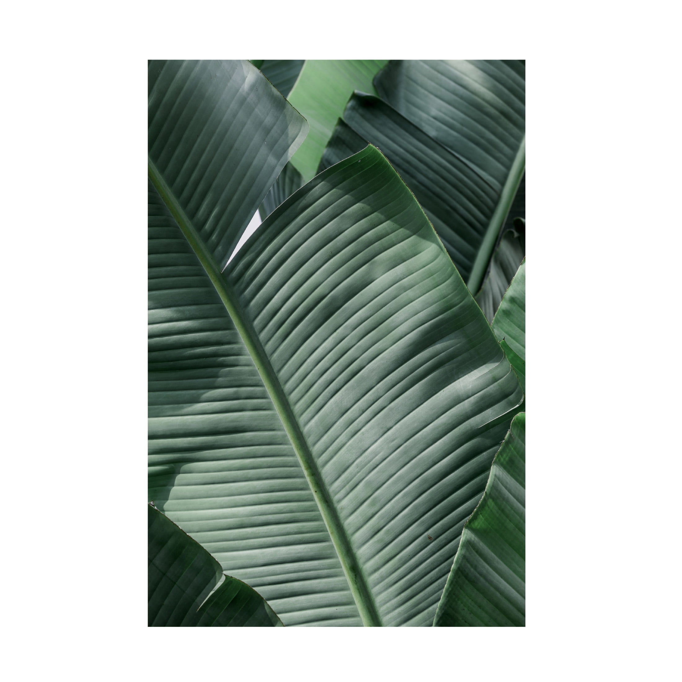Trademark Fine Art Shot by Clint Natal Canvas Wall Art